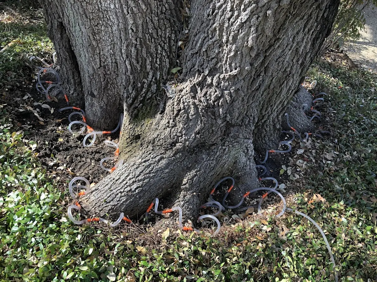 Detailed Tree Cabling and Bracing job site in Plymouth