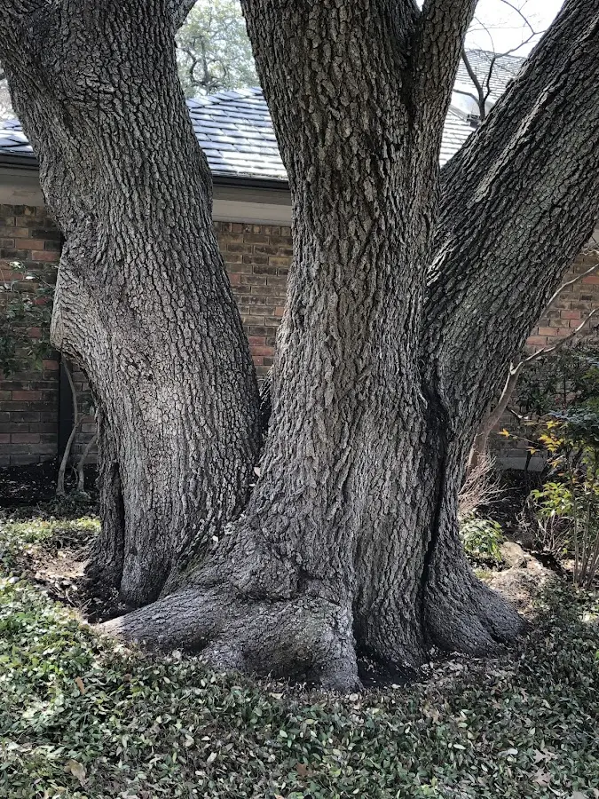 Mature heritage tree close to a Plymouth property cared for by certified arborists